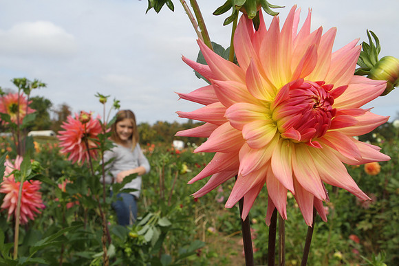 BOP_0701